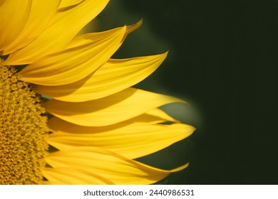 Among the sunflowers, butterflies flit and dance, adding to the scene's enchantment - Powered by Shutterstock