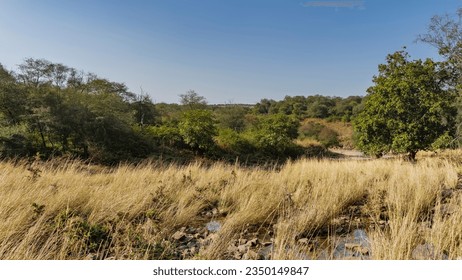 Among the tall yellowed grass, the rocky bed of a dried-up stream is visible. Thickets of green trees against a clear blue sky. India. Ranthambore National Park. - Powered by Shutterstock