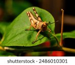 Among the thick bougainvillea leaves, a brown wood grasshopper employs a variety of techniques to camouflage its appearance