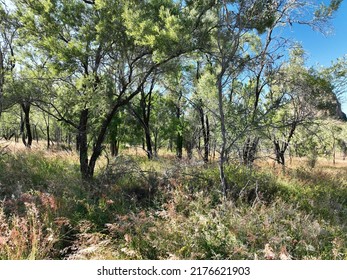 In Amongst The Australian Bush Under A Clear Blue Sky.