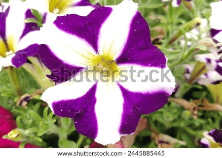 Amore Floral splendor: Exploring the beauty of Petunia 'Amore Purple' flowers. Amore™ Purple hybrid. Spring season.