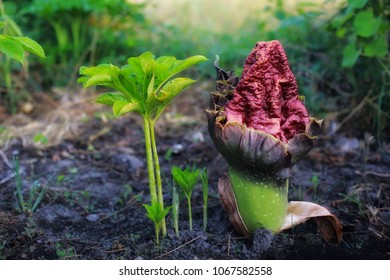 Amorphophallus App. Konjac In Thailand