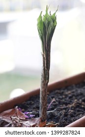 Amorphophallus In Asia, Growing In A Pot Of Small Stature, With Dry Leaves On The Ground