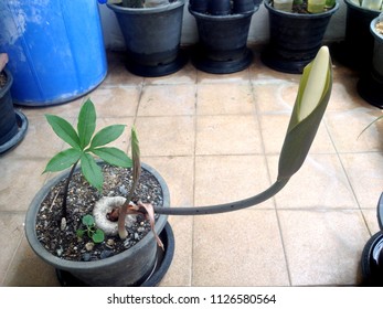 Amorphophallus Flower Blooming