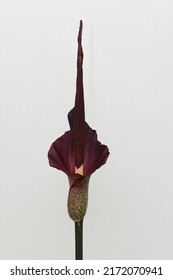 Amorphophallus Konjac Flower Full Bloom