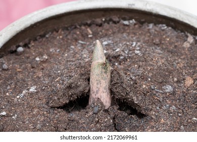 Amorphophallus Konjac Flower Growing Tip