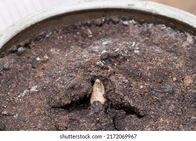 Amorphophallus Konjac Flower Growing Tip