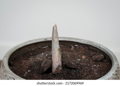 Amorphophallus Konjac Flower Growing Tip