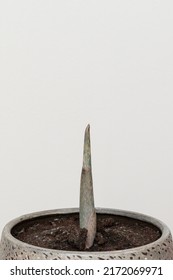 Amorphophallus Konjac Flower Growing Tip