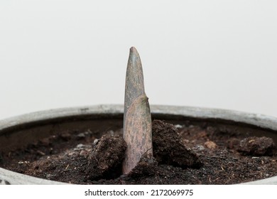 Amorphophallus Konjac Flower Growing Tip