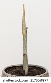 Amorphophallus Konjac Flower Growing Tip