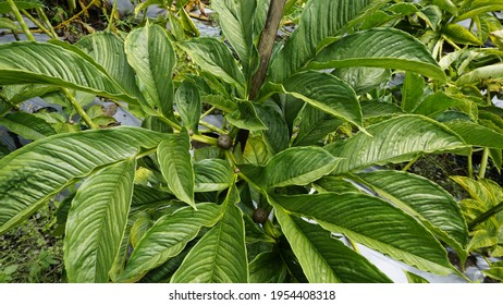 Amorphophallus Muelleri Blume Plant Known Porang Stock Photo 1954408318 ...