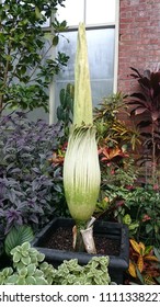 Amorphophallus Titanum Just Before Opening 