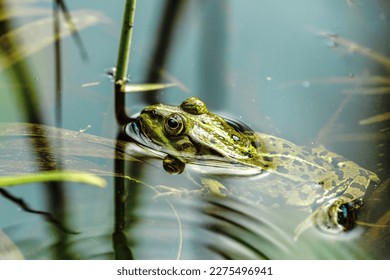 Amphibian- Amphibians are four-limbed and ectothermic vertebrates of the class Amphibia. All living amphibians belong to the group Lissamphibia