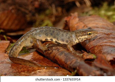 Amphibian Common Newt