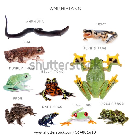 Amphibian education set, isolated on white background