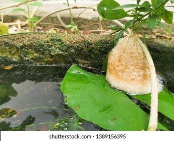 The Amphibian Eggs In The Bubble Nest 