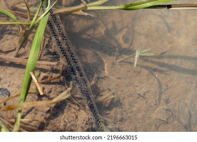 Amphibian eggs, string frog squawk, frogspawn, jelly, light reflections, the common toad, european toad, bufo bufo.
