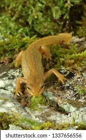 Amphibian Palmate Newt