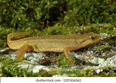 Amphibian Palmate Newt