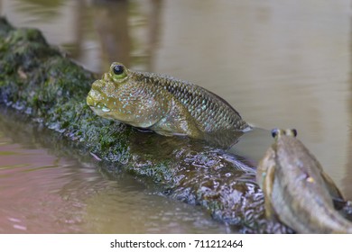 Amphibious Fish Closeup Stock Photo 711212464 | Shutterstock