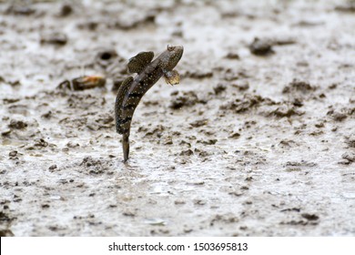 Amphibious Fish Jumping Out Of Water