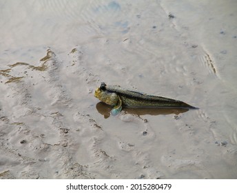 Amphibious Fish On Mud Land