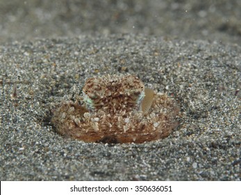 Amphioctopus marginatus