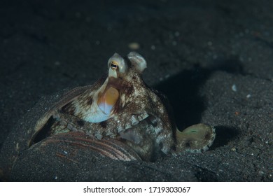 Amphioctopus Marginatus, Also Known As The Coconut Octopus And Veined Octopus