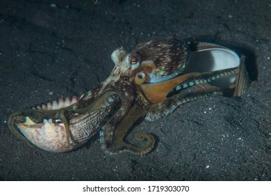 Amphioctopus Marginatus, Also Known As The Coconut Octopus And Veined Octopus