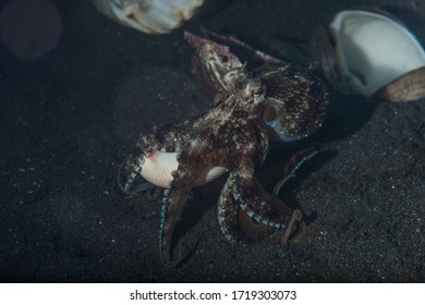 Amphioctopus Marginatus, Also Known As The Coconut Octopus And Veined Octopus