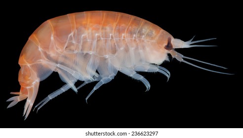 Amphipoda