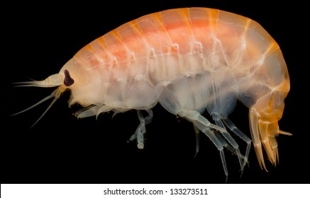 Amphipoda -  Inhabitant Of The Kara Sea