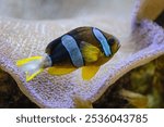 Amphiprion clarkii, found in the Indian and Pacific oceans and the Red Sea