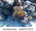 Amphiprion nigripes (Maldive anemonefish or blackfinned anemonefish) with Heteractis magnifica (magnificent sea anemone or Ritteri anemone) in coral reef in Maldives