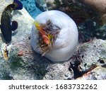 Amphiprion nigripes (Maldive anemonefish or blackfinned anemonefish) with closed Heteractis magnifica (magnificent sea anemone or Ritteri anemone) in coral reef in Maldives