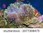 Amphiprion nigripes, Maldive anemonefish or blackfinned anemonefish, a clownfish species, inside a Ritteri sea anemone, Heteractis magnifica

