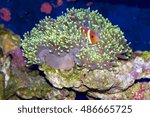 Amphiprion nigripes, Maldive anemonefish or blackfinned anemonefish, inside a Ritteri sea anemone, Heteractis magnifica