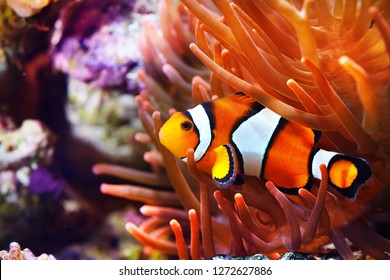 Amphiprion ocellaris clownfish in the anemon. Natural marine enriromnent