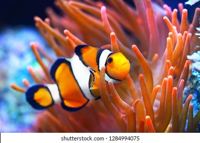 Amphiprion ocellaris clownfish in the anemon. Natural marine enriromnent