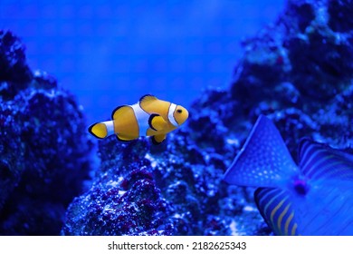 Amphiprion Ocellaris Clownfish In Marine Aquarium. Nemo fish