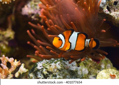 カクレクマノミ High Res Stock Images Shutterstock