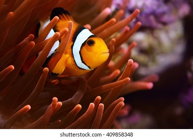 Amphiprion ocellaris clownfish in marine aquarium