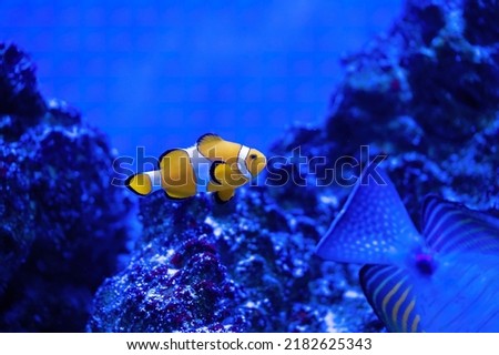 Amphiprion Ocellaris Clownfish In Marine Aquarium. Nemo fish