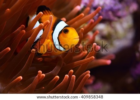 Amphiprion ocellaris clownfish in marine aquarium