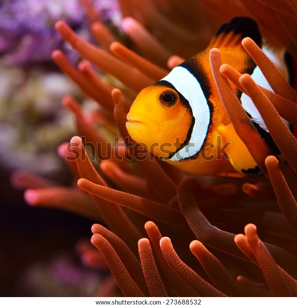 Amphiprion\
ocellaris clownfish in marine\
aquarium