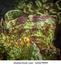 Amphiprion Ocellaris In The Tank At Siam Ocean World, Thailand