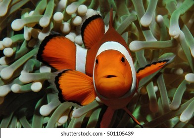 Poisson Clown Images Stock Photos Vectors Shutterstock