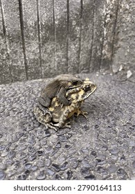 Amplexus Behavior of Two Toads During Breeding Season : A close-up photograph of two toads in amplexus, the mating position commonly observed during the breeding season.