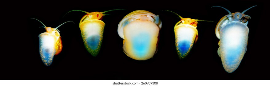 Golden Apple Snail Eggs Images Stock Photos Vectors Shutterstock